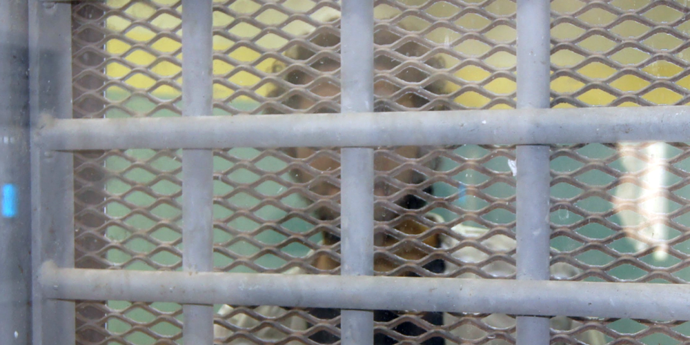 Egypt: CFJ condemns terrorism court’s death sentence, calls for end to capital punishment and fair retrial